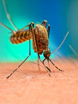 दुनिया में इतने तरह के होते हैं मच्छर!