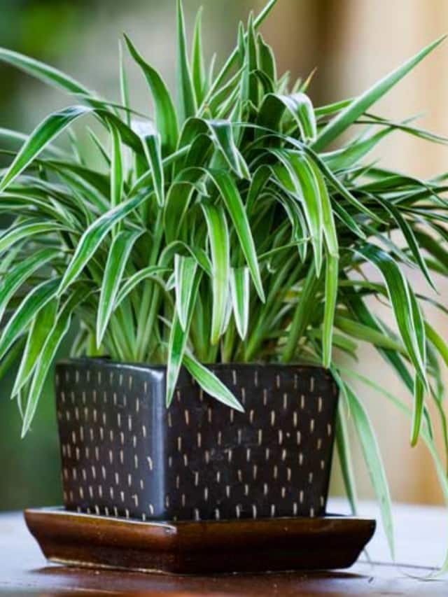 5 Best Lowmaintenance Outdoor Hanging Plants