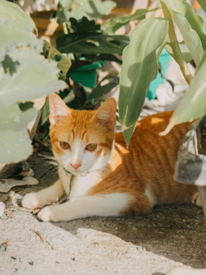 10 pet-friendly plants to have at home