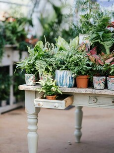 7 hard-to-kill indoor plants best suited for Indian summers