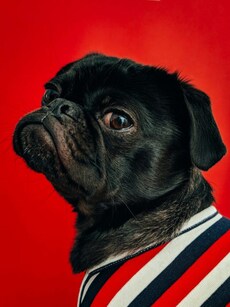 5 tips to keep your pet stay cool amid the heatwave