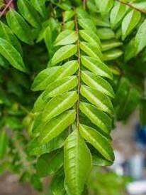 একঘেয়ে তরকারিতে নয়, এইভাবে বানান কারি পাতার সুস্বাদু আচার!