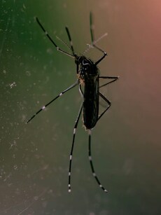 World Malaria Day: 10 common Malaria symptoms