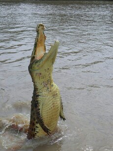 5 animals that thrive for long without food