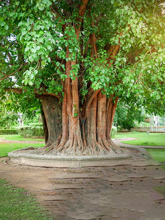 From papaya to lemon trees: 10 fastest growing trees for your backyard