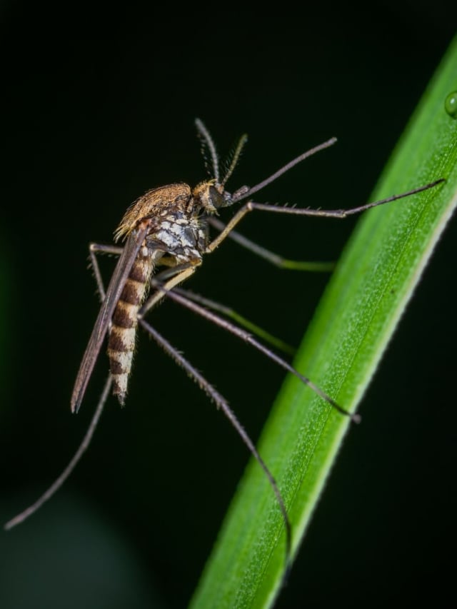 World Mosquito Day: How mosquitoes detect, bite, and spread disease