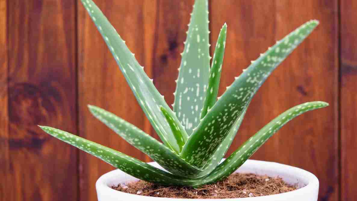 dracaena indoor plant Dracaena 'Anita' 14