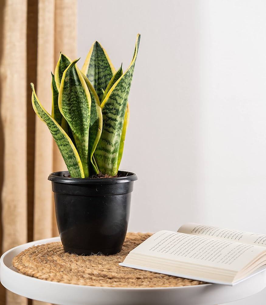 10 cooling house plants to beat the summer heat