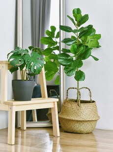 7 summer-ready indoor plants that add freshness to your home