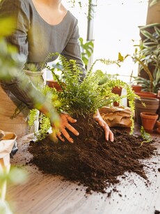 10 reasons why you should have an indoor garden