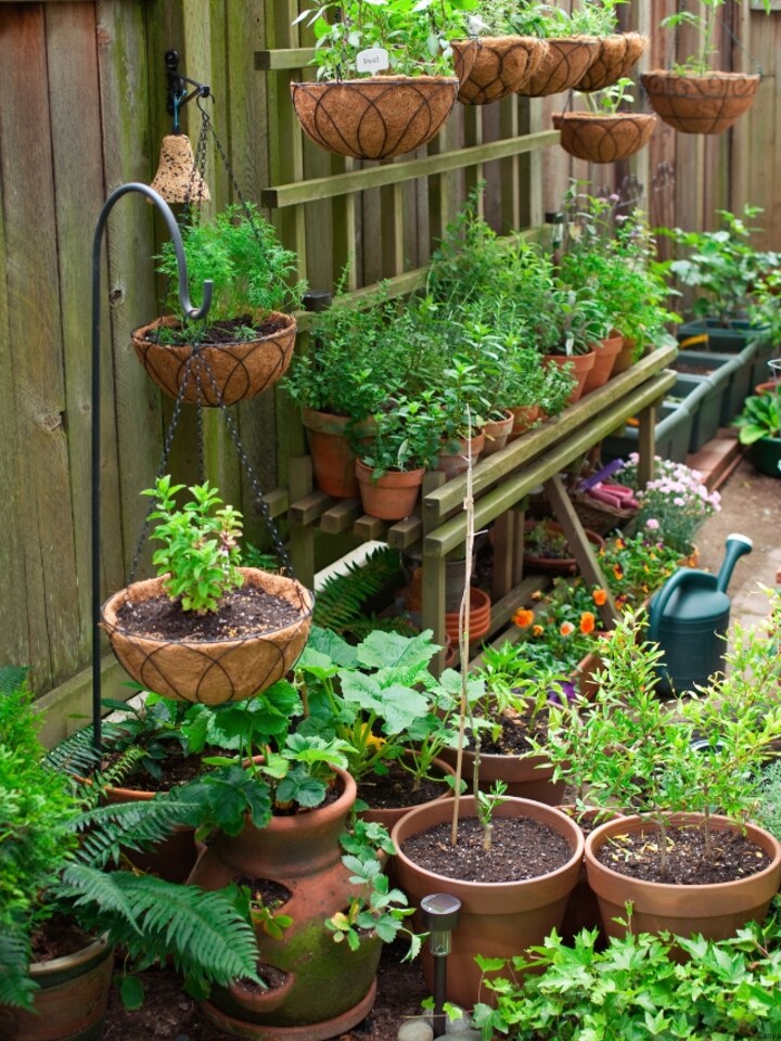 Plant Talk: 10 easy tips to protect your plants in the summer from drying up