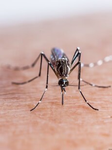 Natural mosquito repellents: Try these essential oils