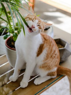 6 indoor plants that are safe for your pets