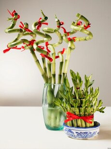 Vastu tips: Best directions to place your house plants