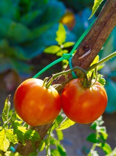 Sow these 5 vegetable seeds in your home garden this May