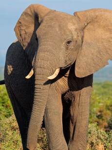 10 Animals That Are Strong Enough To Take Down A Lion