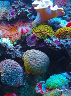 10 Animals Who Have Boneless Bodies