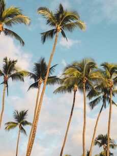 Top 10 Sacred Plants to Worship