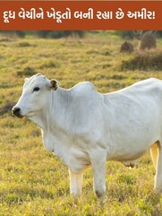 આ છે ભારતની સૌથી વધુ દૂધ આપતી ગાયો