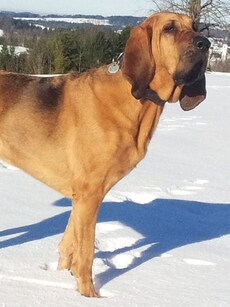 Top 10 Animals with the Strongest Sense of Smell