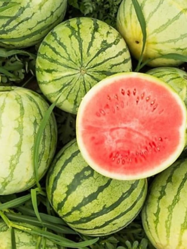 7 Different And Popular Types of Watermelon In The World