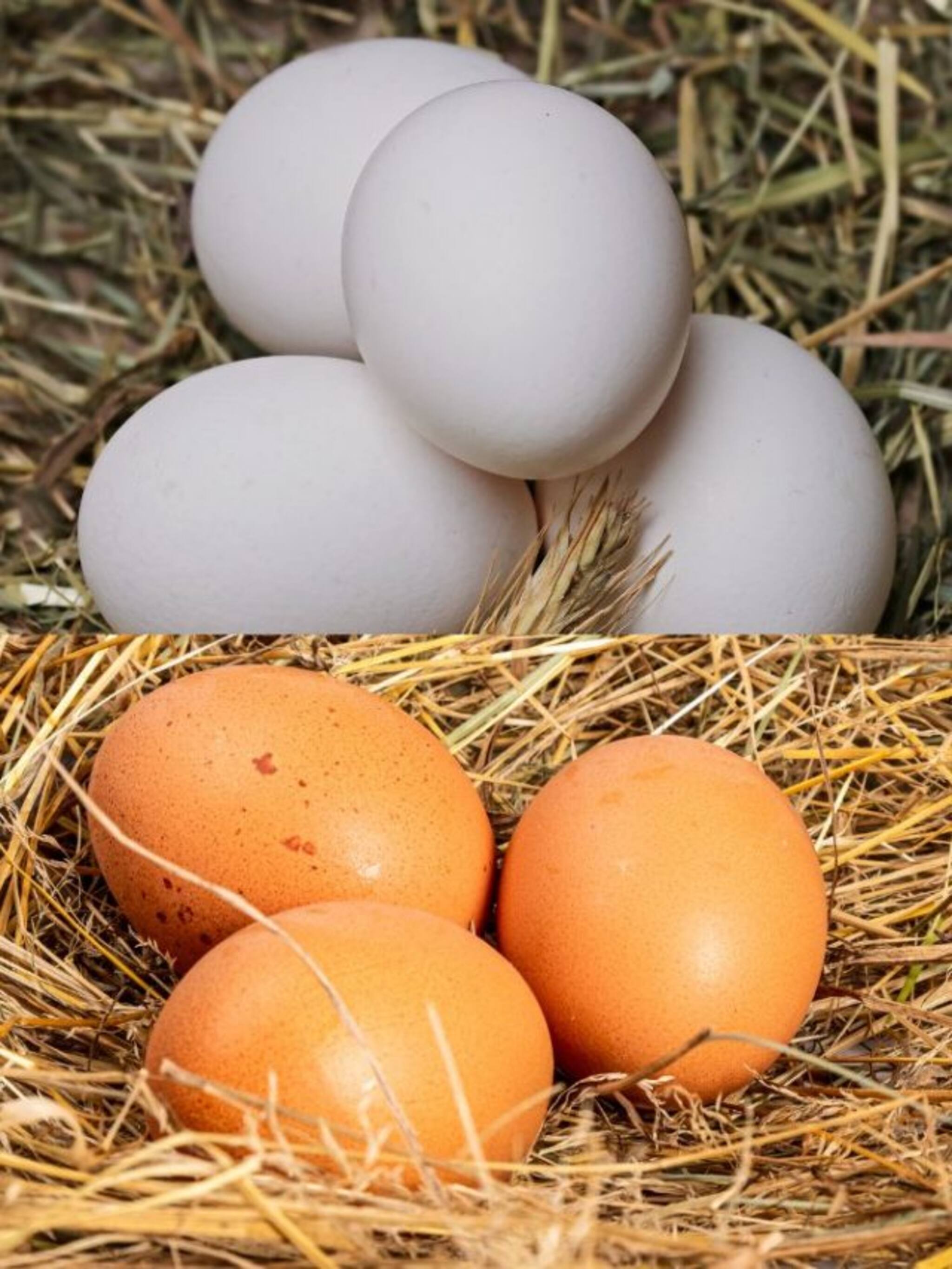 ब्राऊन की पांढर… कोणतं अंड जास्त पौष्टिक?