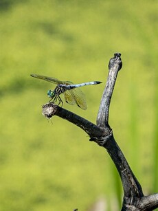 Top 10 Creatures with the Shortest Lifespan