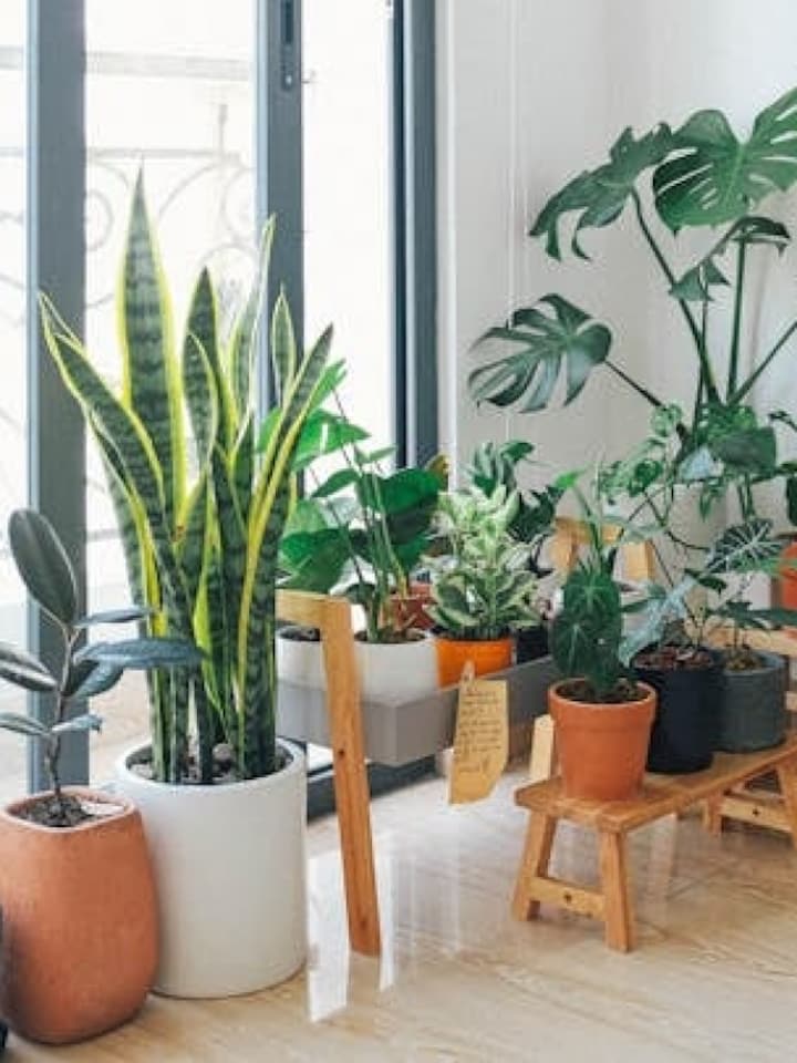 Stay Green: Long-living houseplants for your home