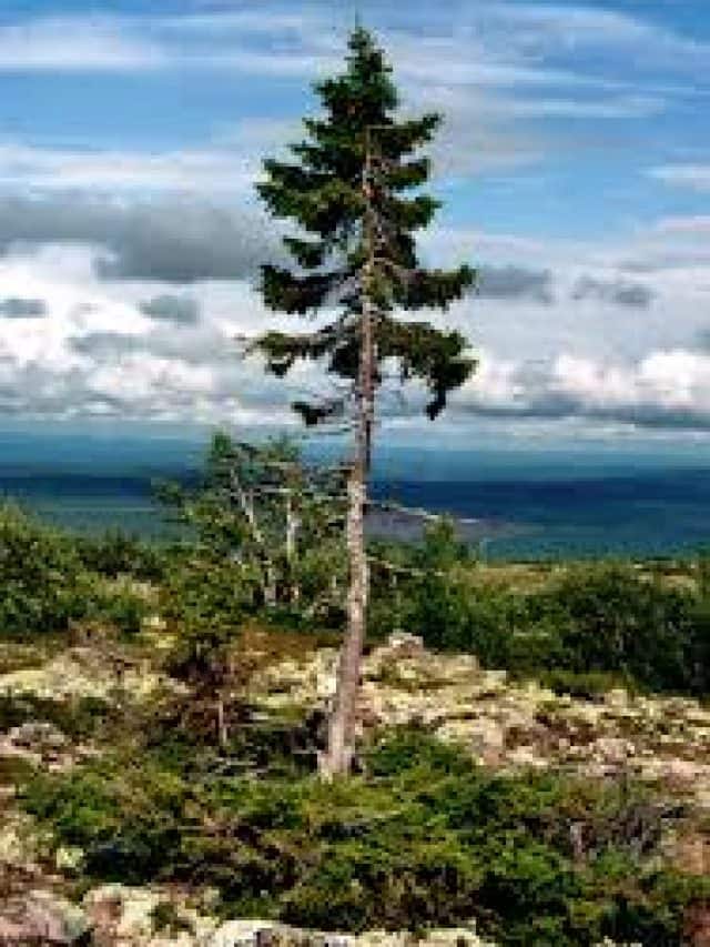 Top 9 Oldest Living Plants on Earth - Vimarsana News