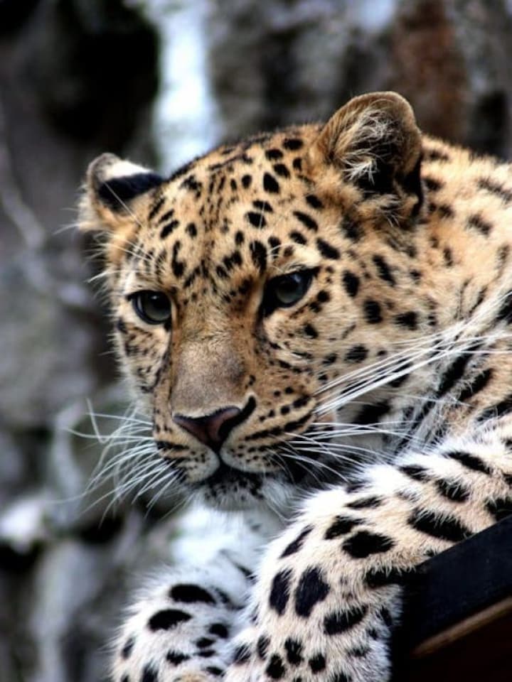 World Leopard Day 2024: 10 best places you can spot the big cat in India