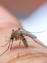 Avoid Mosquitoes: مچھروں کو گھر سے دور رکھنے کے طریقے