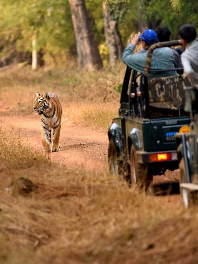 Go Wild: 10 best places to spot tigers in India