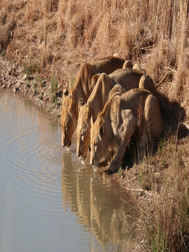 10 Most Endangered Species In India In 2024 10 Most Endangered Species In India In 2024
