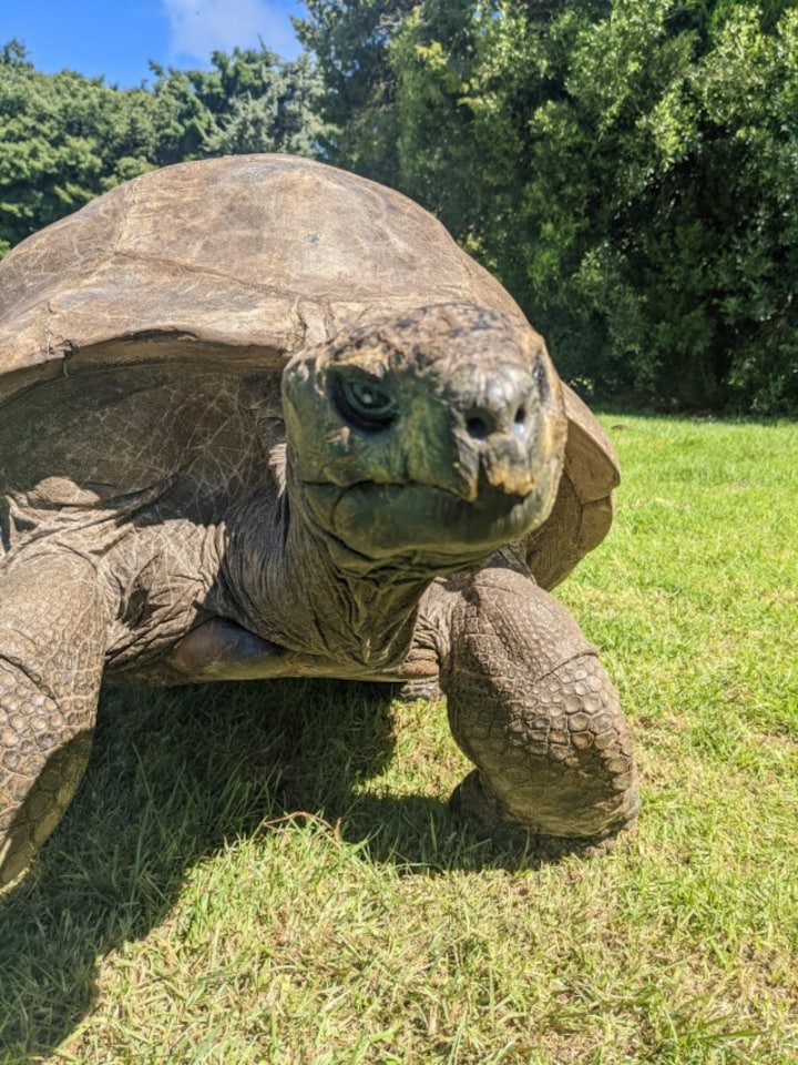 Meet the world’s oldest tortoise, Jonathan