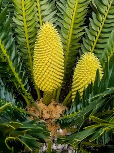 This is the World&rsquo;s Loneliest Plant &ndash; Encephalartos Woodii