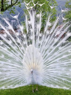 Top 10 Animals In India That Are Illegal As Pet