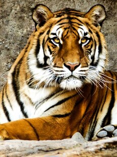 Top 10 Best Places For Tourist To See Tigers