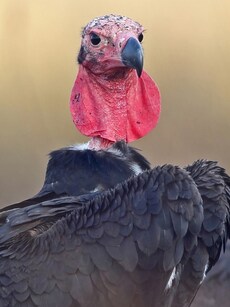 World&rsquo;s First Asian King Vulture Conservation Center in UP