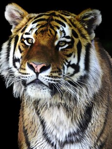 Top 10 Countries  Having Huge Tiger Population