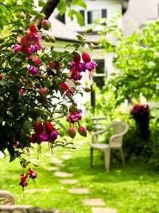 Bring colour to your home garden with 5 monsoon flowers