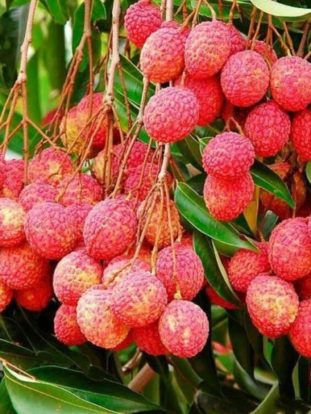 5 Monsoon Fruits To Grow In Indian Garden