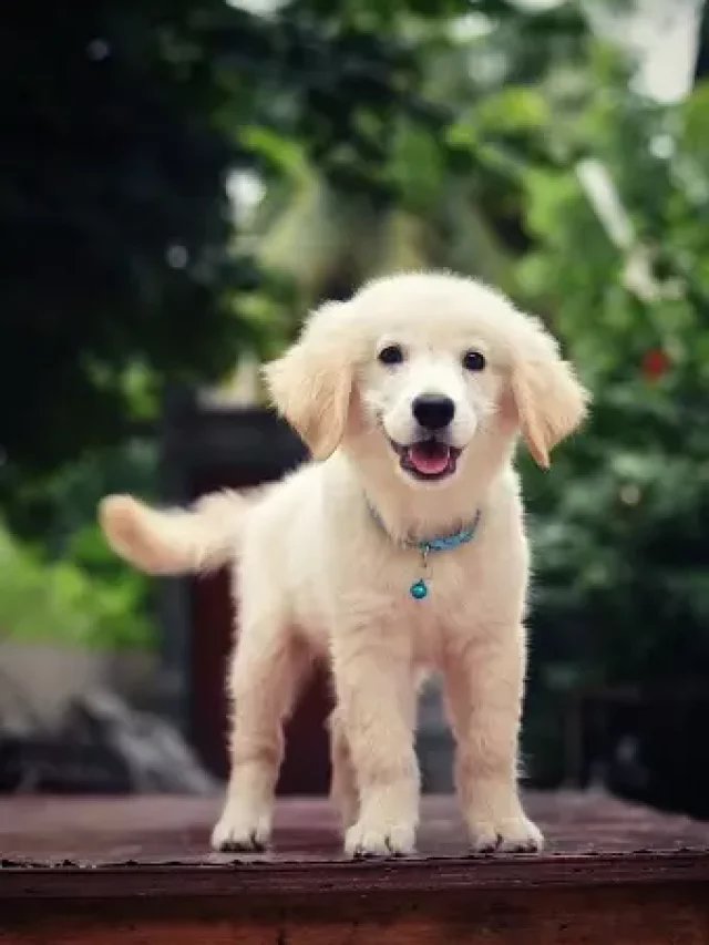 7 foods to keep your pets hydrated in summer