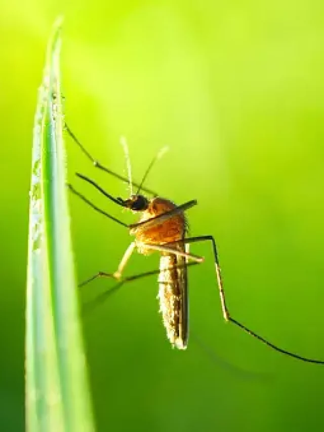Machhar Insect इस मच्छर ने पूरे यूरोप में आतंक मचा रखा है…