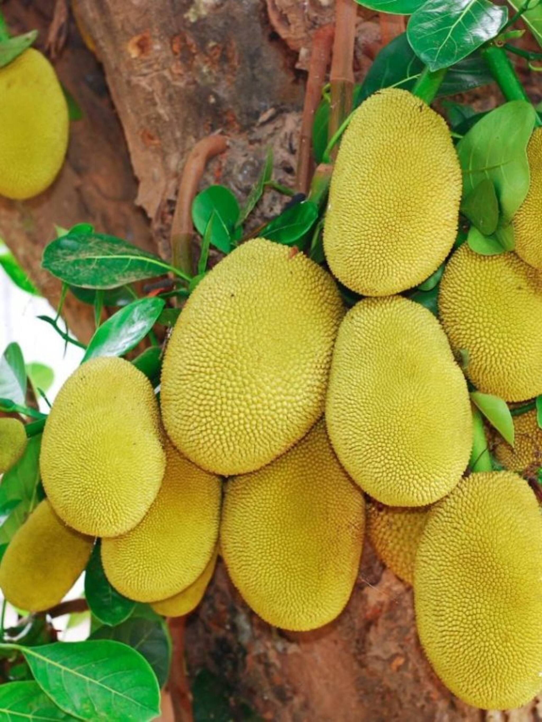 फणसाला संस्कृत भाषेत काय म्हणतात?