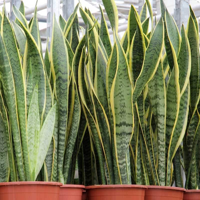 Top 10 plants that keep snakes away from your garden and home