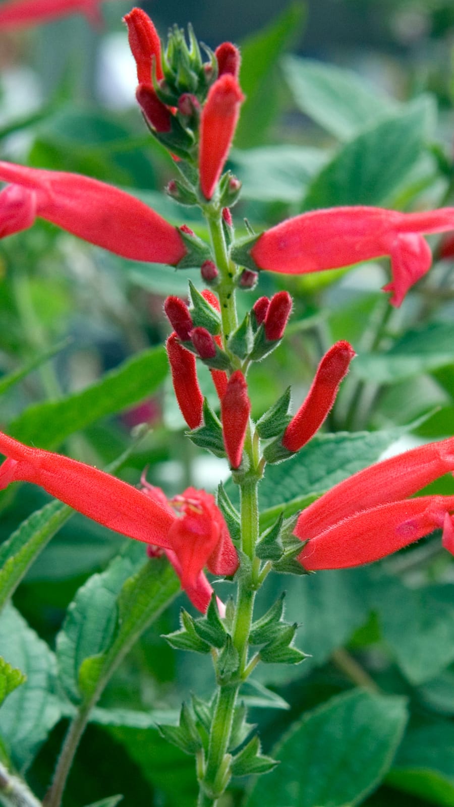 free wildflower seeds texas Texas Region Native Pollinator Wildflower Mixture