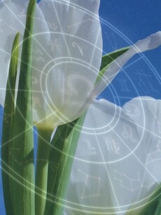 Lucky Flowers for Each Zodiac Sign