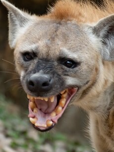 10 Animals Where Females Rule the Roost