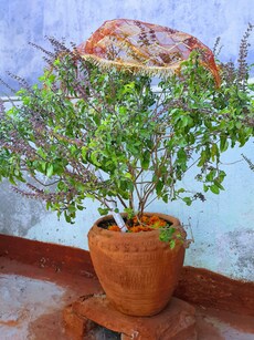 9 Spiritual Benefits of Tulsi Plant