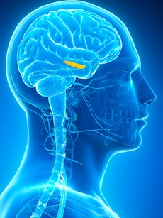 Rare Brain-Eating Amoeba Kills 3 in Kerala in 3 Months